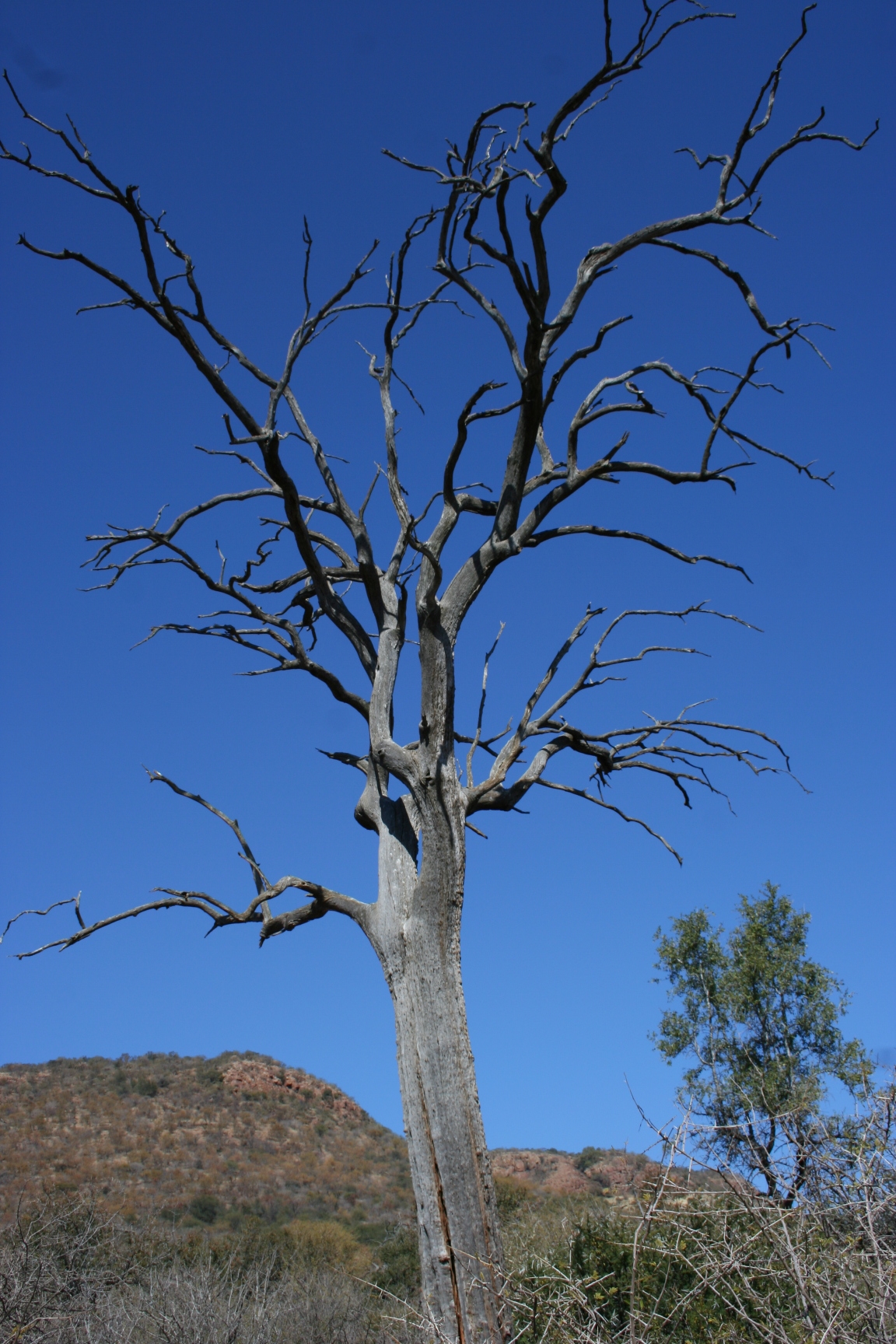 Tau's Community Projects;  The Tau