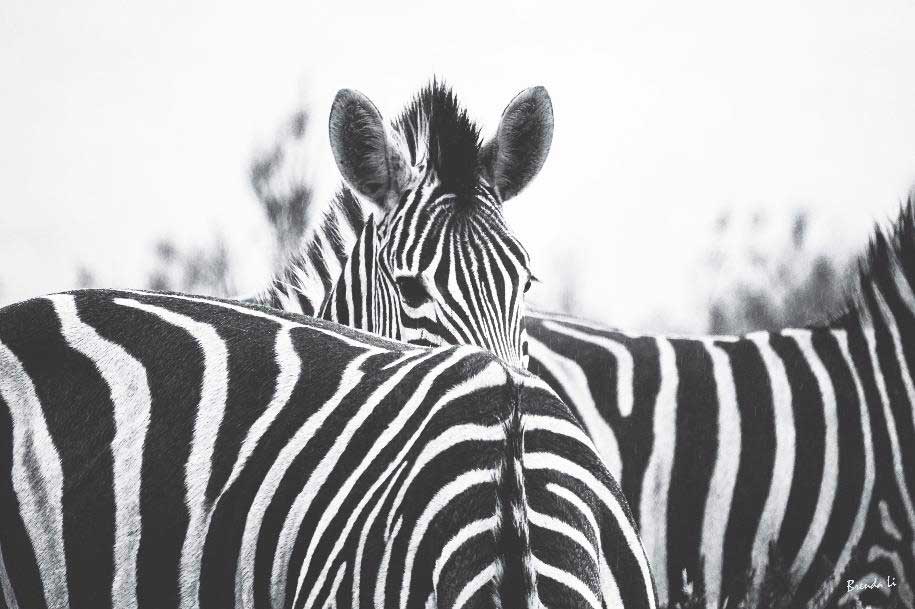 the online catalogue at