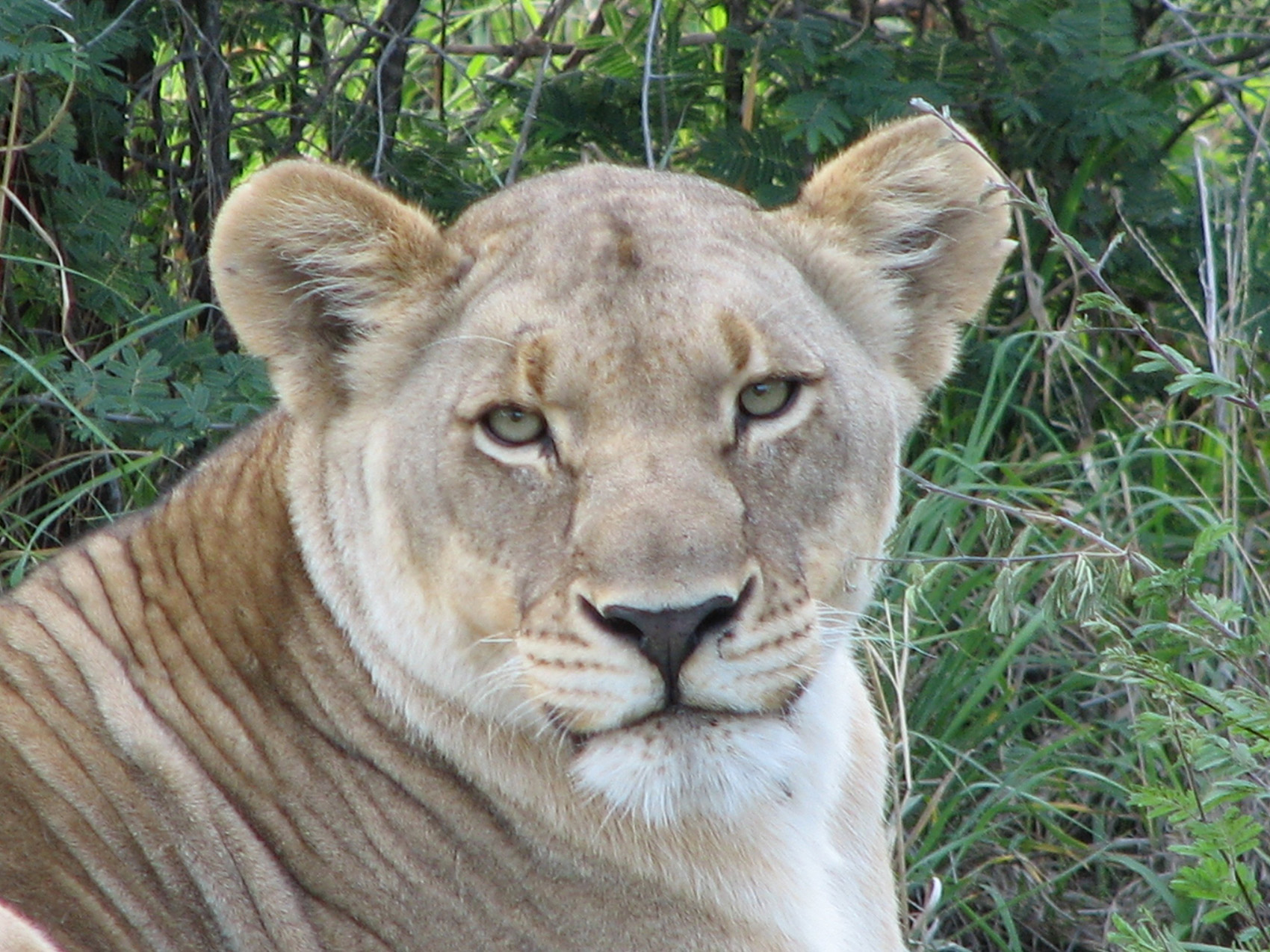 Online Calendar of Tau Game Lodge, wildlife,